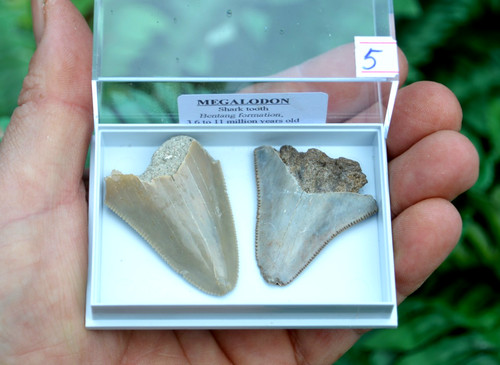 Real megalodon sharks - 2,