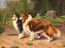 SHELTIE SHETLAND SHEEPDOG TWO DOGS LOVELY DOG GREETINGS NOTE CARD