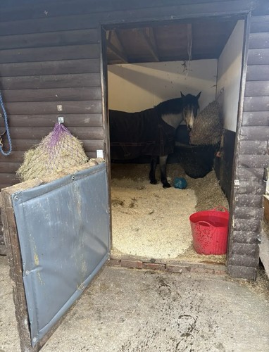 Grey equine protection barrier - protection,