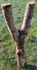 Tree fork Y shape branch