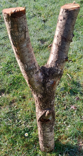 Tree fork shape - tree,