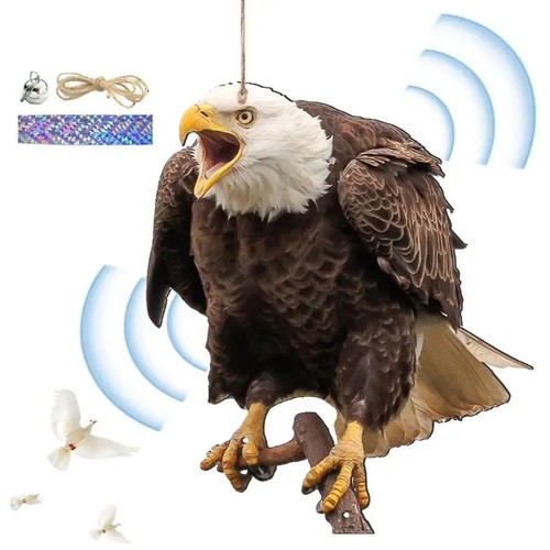 Hawk bird scarers pigeon - hawk,