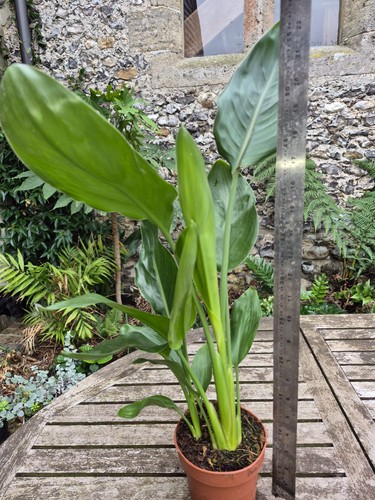 Strelitzia reginae bird - reginae,