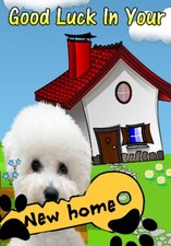Bichon Frise Dog New Home