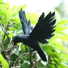 Black Halloween Bird Realistic
