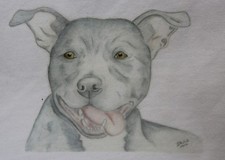 Staffie Staffordshire Bull