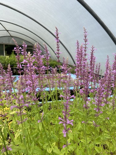 Agastache rose - 10,