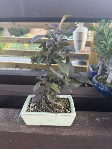 Cherry plum bonsai tree - bonsai,