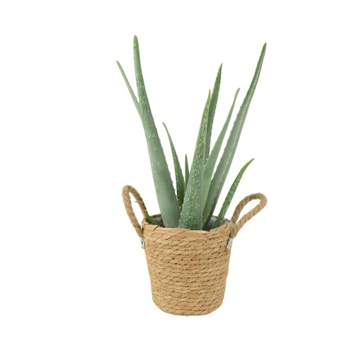 Medicinal aloe vera - medicinal, indoor