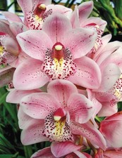 Cymbidium Paradisian Beach orchid plant