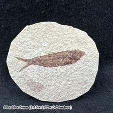 Fish fossil - eocene period
