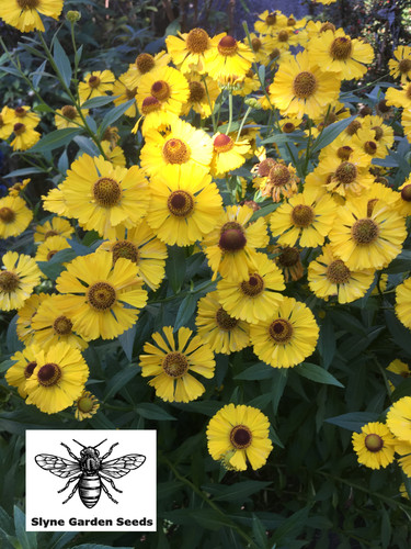 Packs yellow helenium - packs,