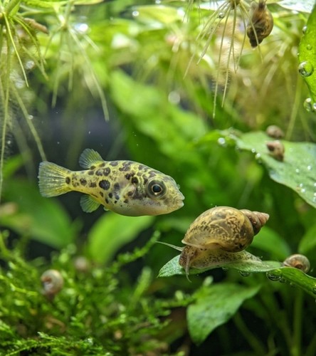 Live freshwater aquarium - freshwater,