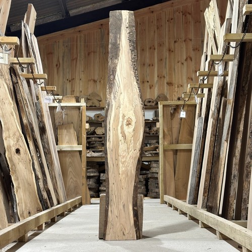 Spalted beech plank board - beech,