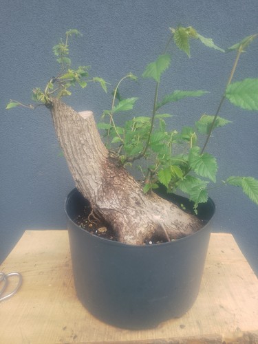 English elm bonsai - elm, tree