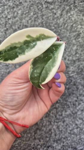 Hoya carnosa pink flamingo - carnosa,