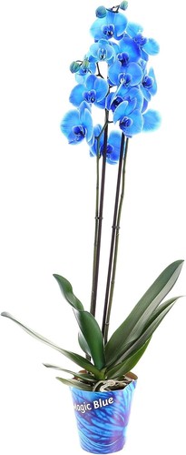 Phalaenopsis double stemmed - phalaenopsis,
