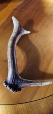 natural fallow deer antler