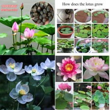 Semi Di Fiori Di Loto Nelumbo Nucifera Ninfea Pianta Sacra Semi Di Stagno @ ☆