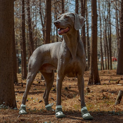 4pcs anti slip dog - anti-slip, boots