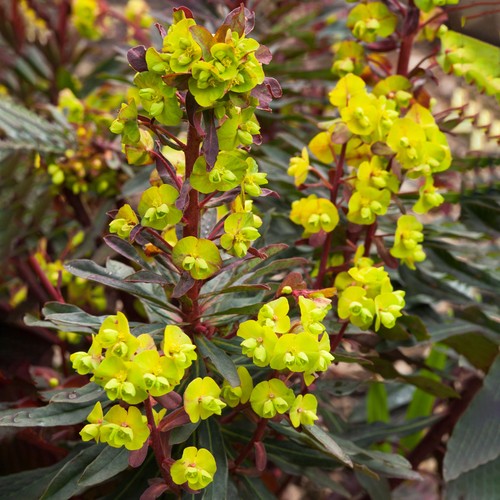 Euphorbia pupurea wood spurge - euphorbia,