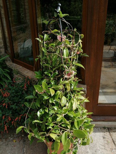 Mature hoya carnosa also - carnosa,