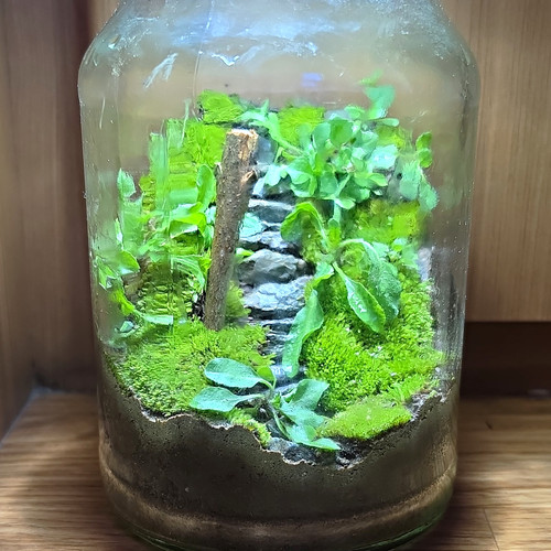 Glass jar terrarium - glass,