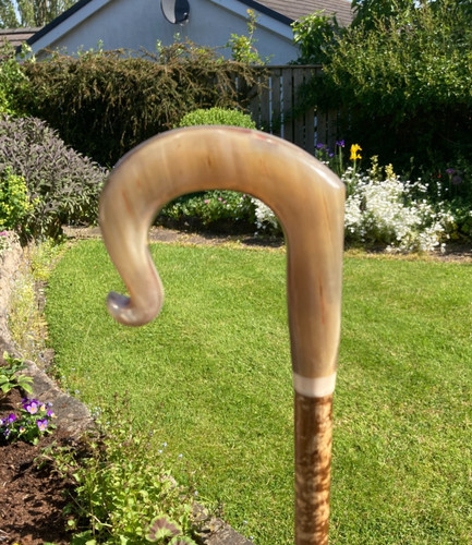 Cow horn crook - crook,