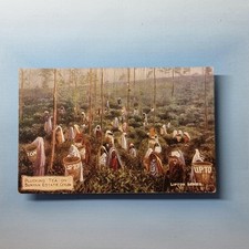Advertising Postcard C1910 Lipton Tea Plucking Bunyan Estate Ceylon