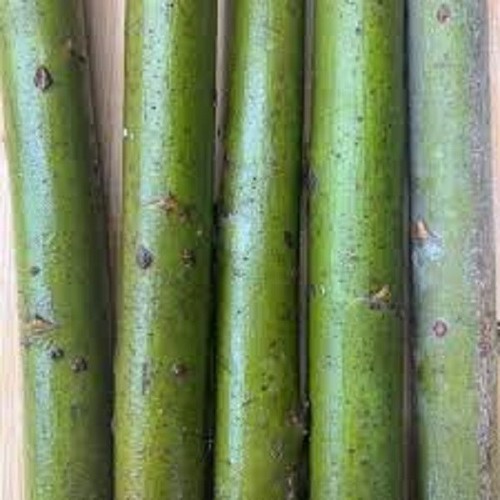 Salix tora superfast - salix,