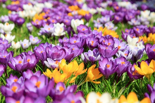 Large flowering crocus - 50,