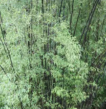 Black Bamboo Cane Plant