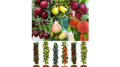Grow your own fruit - grow,