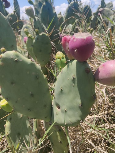 Cactus seeds prickly pear - seeds,