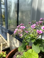 Pelargonium papilionaceum, 5 Seeds, large scented Species, 2025 Harvest