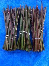 Super Willow - Salix Dadyclados Unrooted Cuttings for planting now