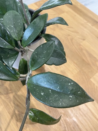 Indoor hoya carnosa - indoor, wax