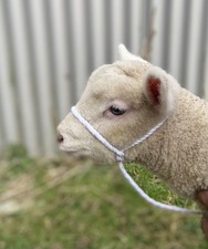 LAMB ROPE HALTER CREAM/WHITE