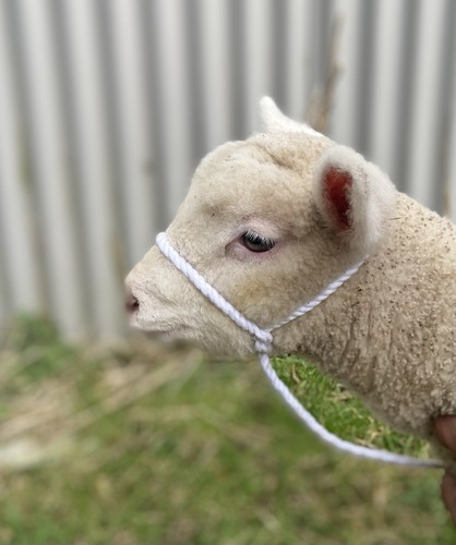 Lamb rope halter cream white - lamb, cream/white