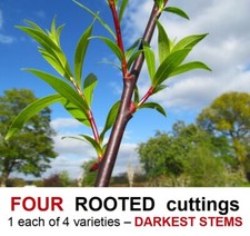 Willow tree rooted cuttings - tree,