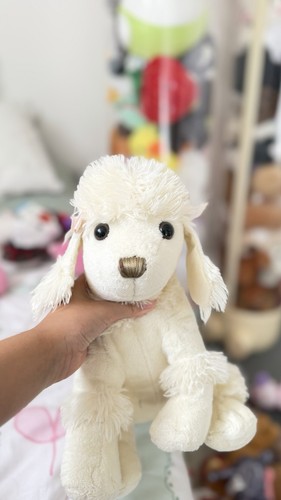 Toy poodle that cream - poodle,