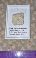 Collection of fish fossils - Osteolepis, Dipterus, Mesanthus, corporlite, teeth