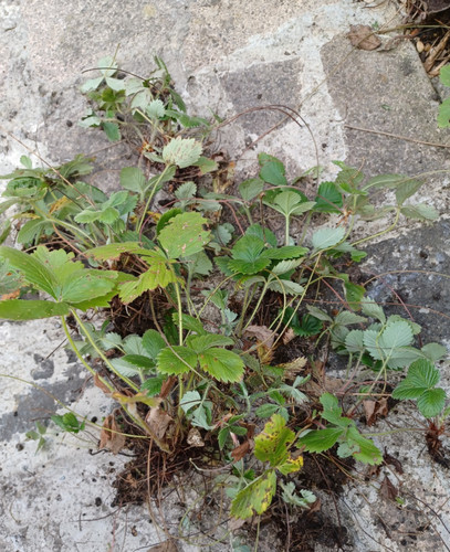 Wild alpine organic - x,