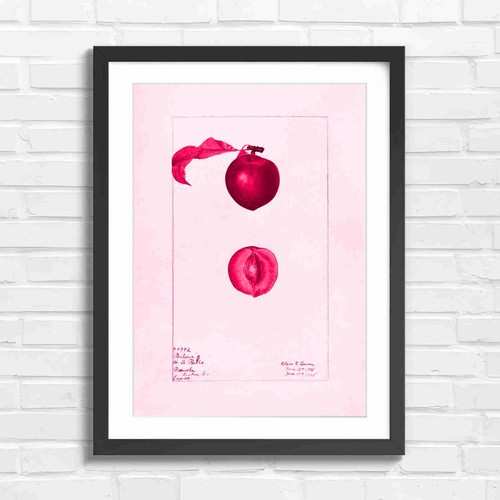 Classic red peach botanical - red,