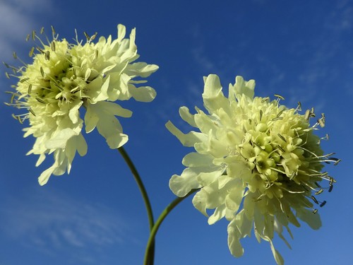 Giant scabious cephalaria - scabious,