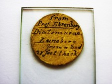 Rare Antique Microscope Slide Diatoms by Professor Ehrenberg to G. Walker Arnott
