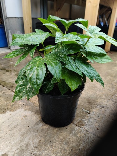 Fatsia japonica evergreen - fatsia,