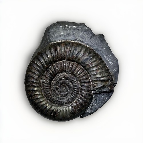 Large pyritic dactylioceras - large, sp