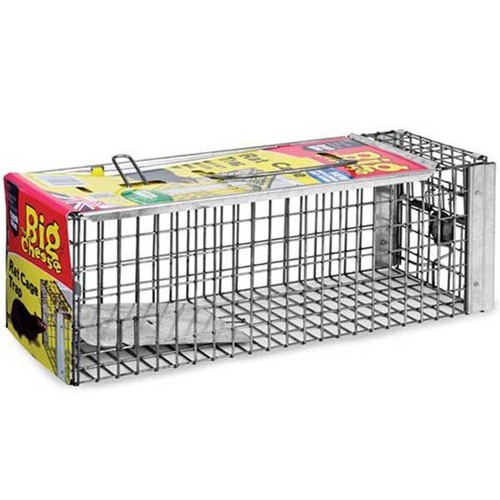 The big cheese rat - big,