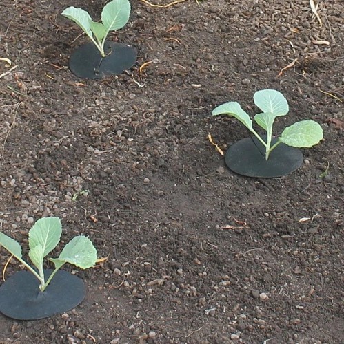 Cabbage collars deters root - deters,